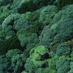 aerial view over layered rainforest canopy stretching to the horizon