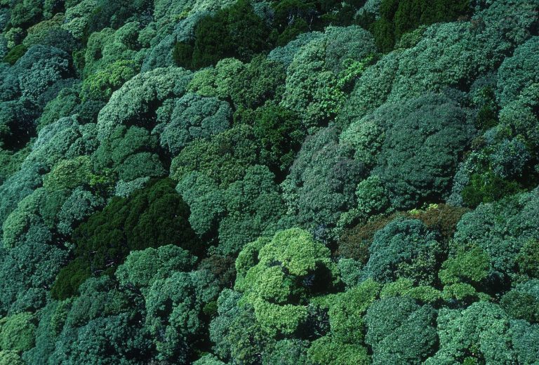 aerial view over layered rainforest canopy stretching to the horizon
