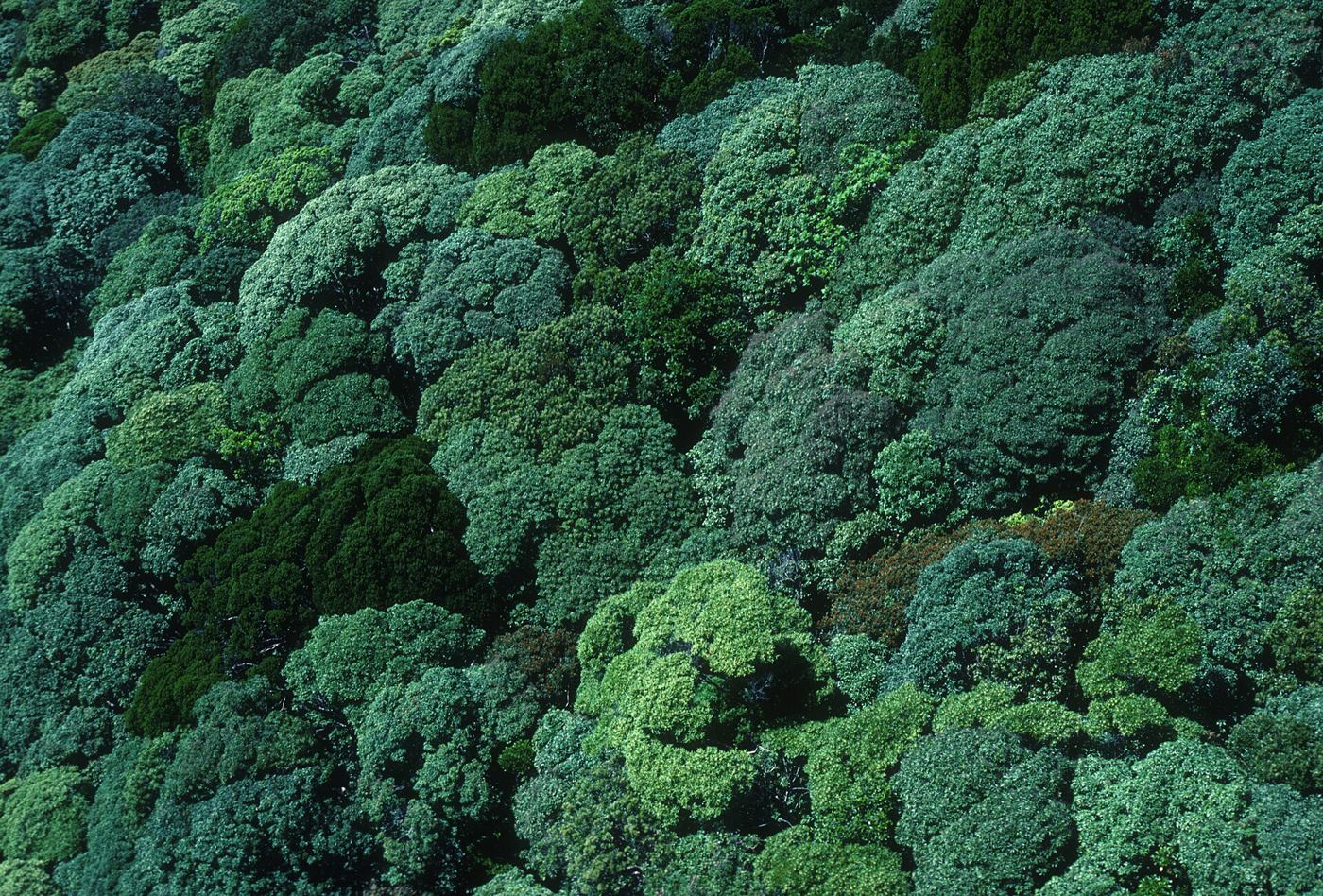 aerial view over layered rainforest canopy stretching to the horizon