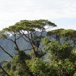 aerial view over dense rainforest canopy