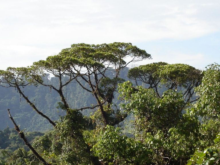 aerial view over dense rainforest canopy