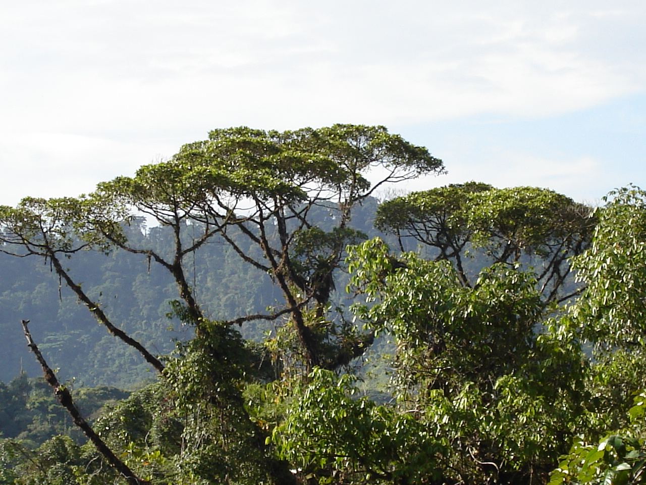 aerial view over dense rainforest canopy
